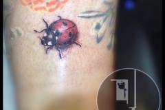 Ladybird. Inkhaus Tattoo.