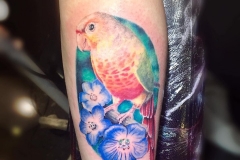 Parrot. Inkhaus Tattoo.
