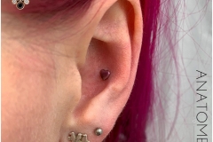 Conch w/ Anatometal Anodised Fuschia Titanium Heart.