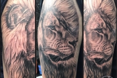 Greyscale Lion. Inkhaus Tattoo.