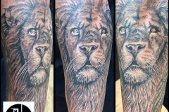 Greyscale Lion. Inkhaus Tattoo.