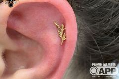 Helix piercing w/ BVLA yellow gold Amity.