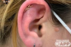 Helix piercing w/ BVLA rose gold Amity.