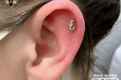 Helix piercing w/ Anatometal white gold seahorse.