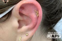 Helix piercing w/ BVLA yellow gold Amity.